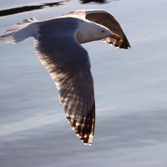 Meet your Posher, Cherice - Picture 5 of 10